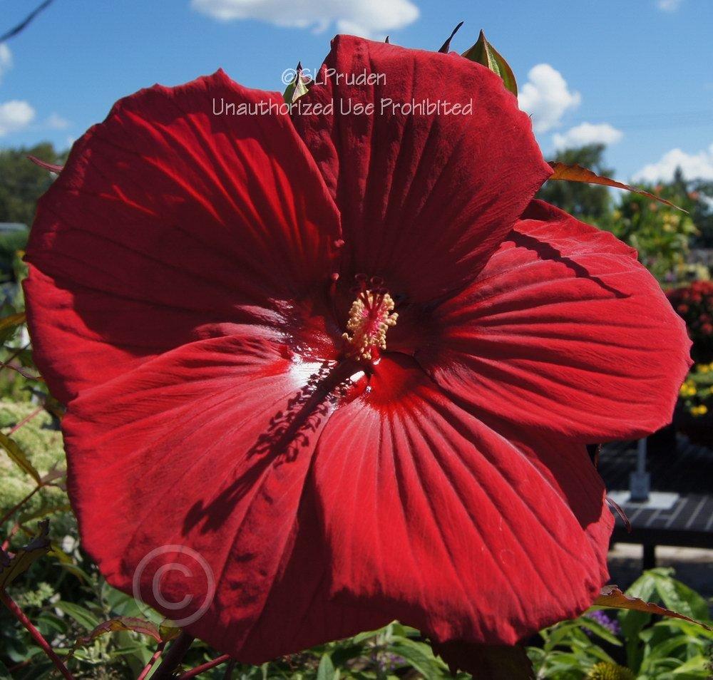 Photo of Hybrid Hardy Hibiscus (Hibiscus 'Fireball') uploaded by DaylilySLP