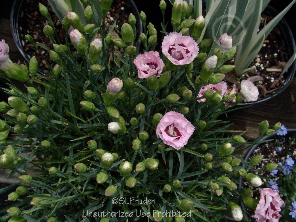 Photo of Pinks (Dianthus Scent First® Raspberry Surprise) uploaded by DaylilySLP