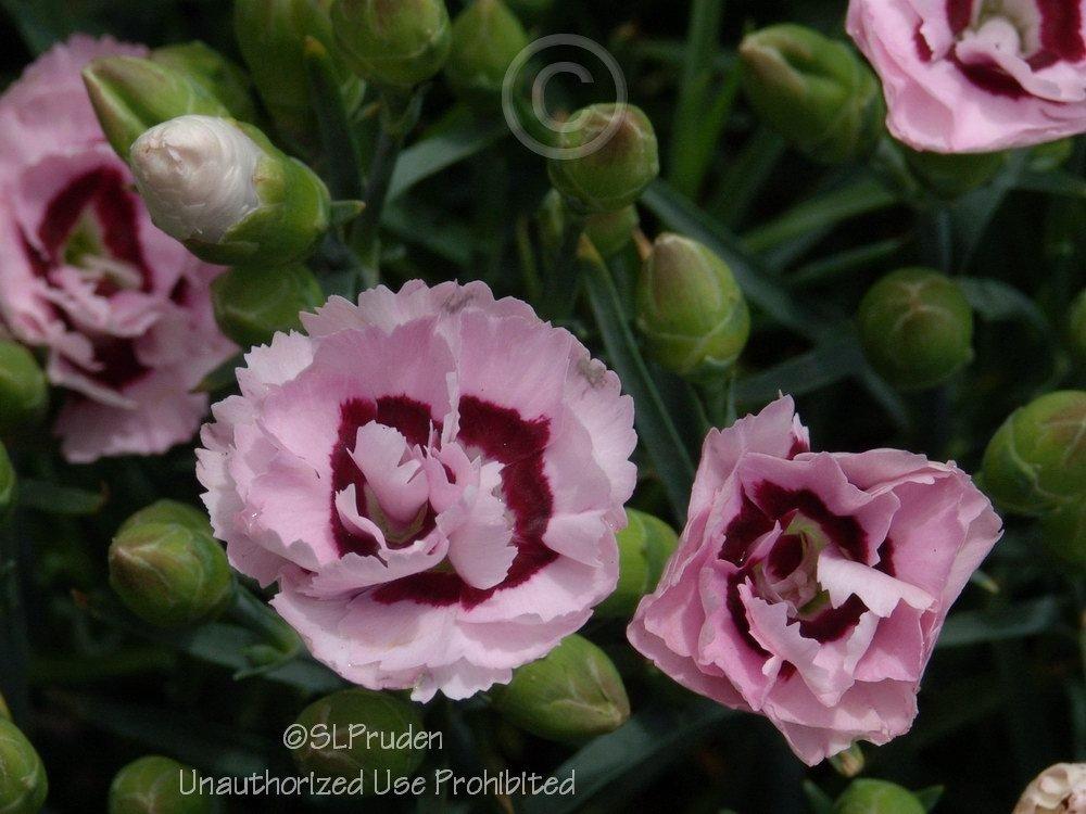 Photo of Pinks (Dianthus Scent First® Raspberry Surprise) uploaded by DaylilySLP