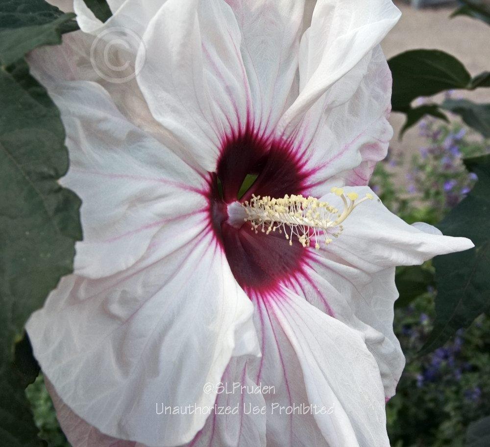 Photo of Hybrid Hardy Hibiscus (Hibiscus Summerific™ Cherry Cheesecake) uploaded by DaylilySLP