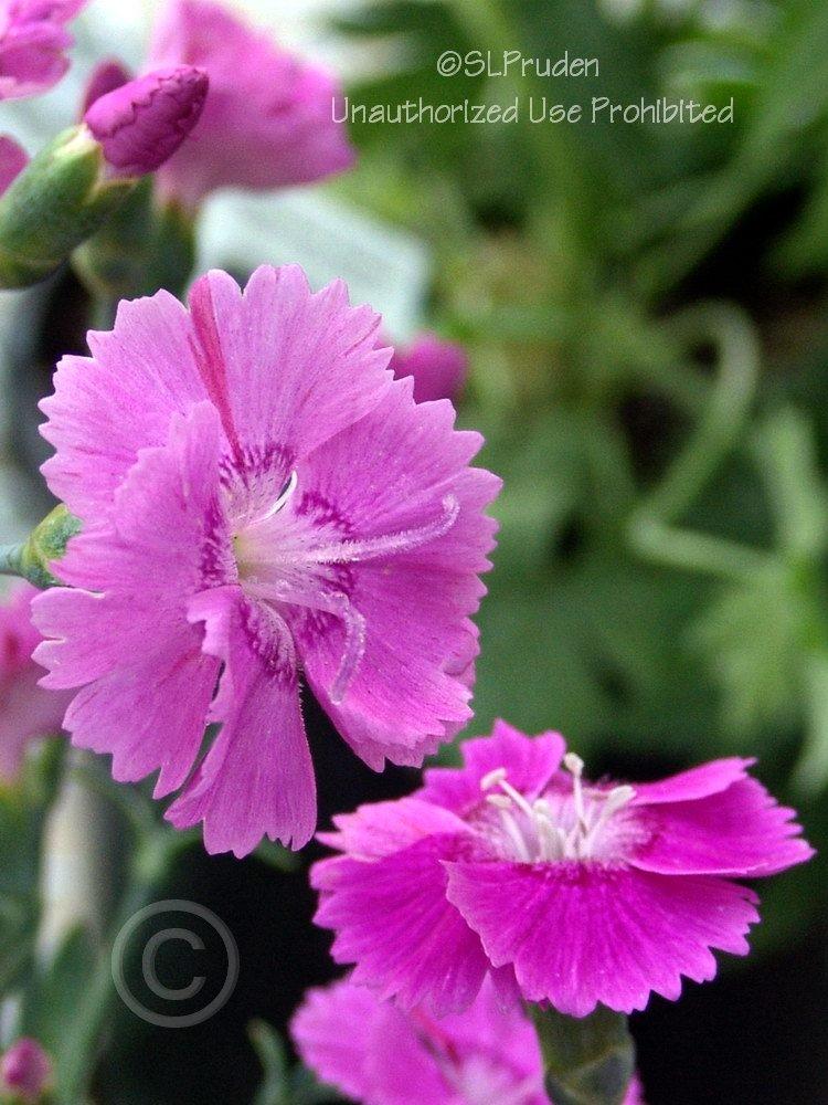Photo of Cheddar Pinks (Dianthus Star Single™ Shooting Star) uploaded by DaylilySLP
