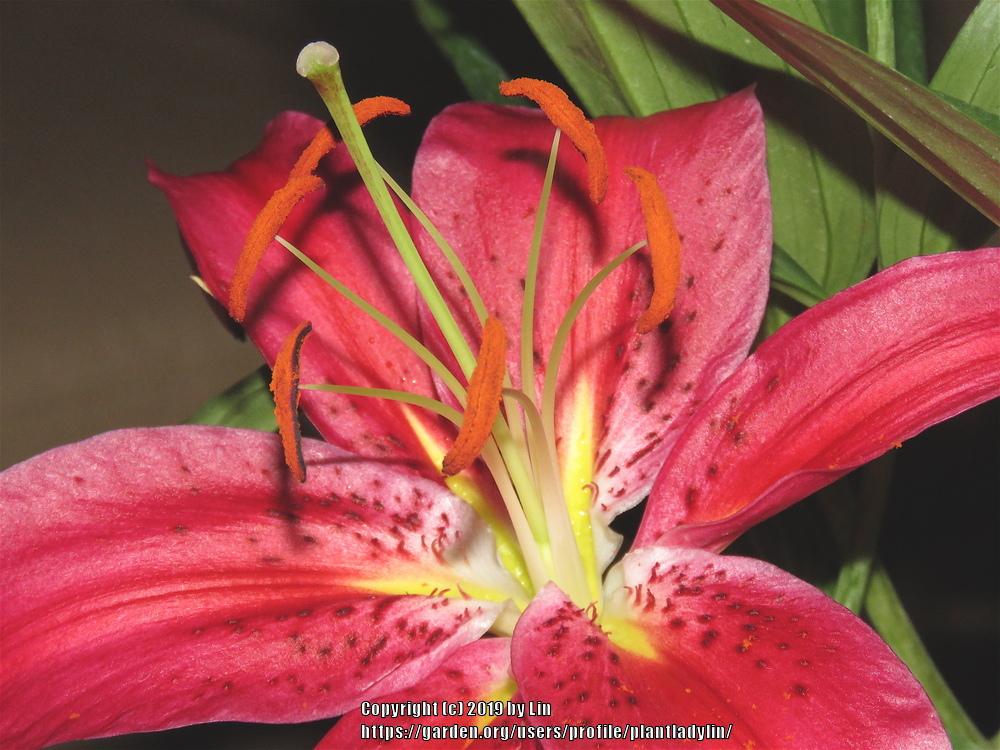 Photo of Lilies (Lilium) uploaded by plantladylin