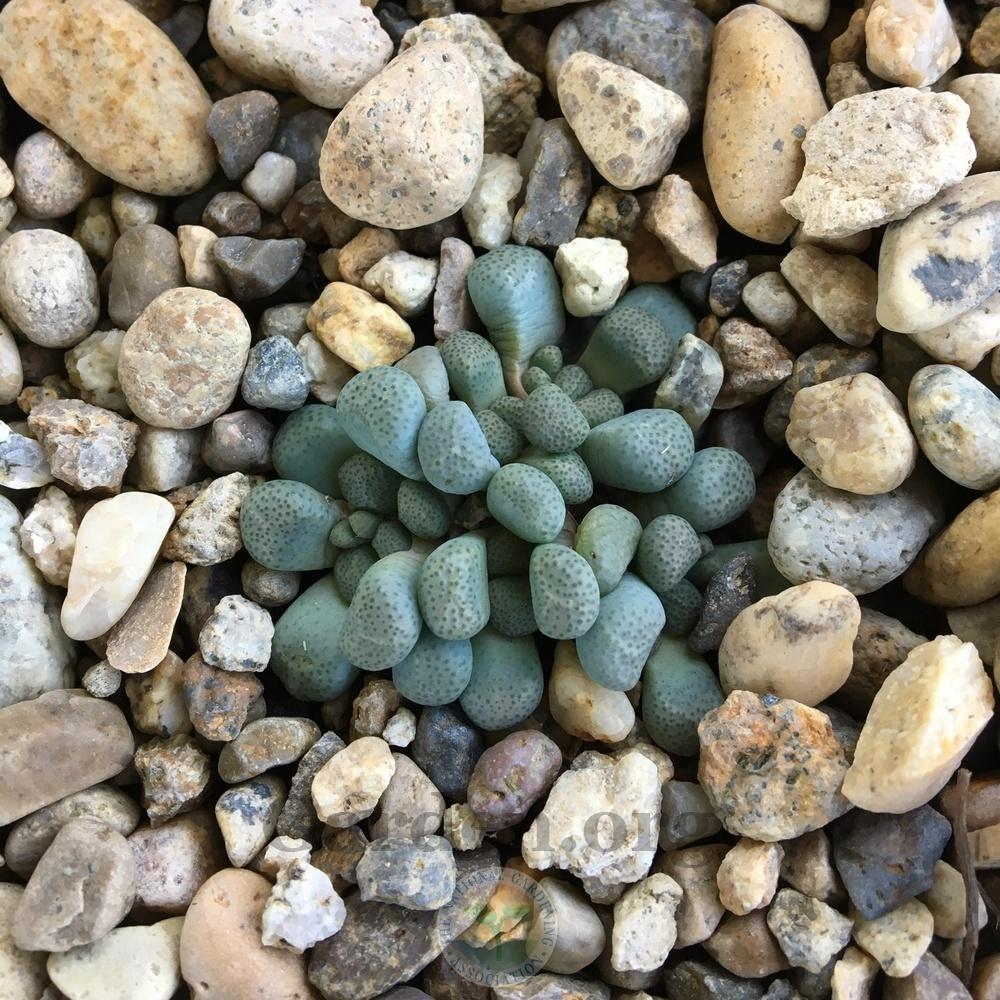 Photo of Living Stone (Aloinopsis schooneesii) uploaded by BlueOddish