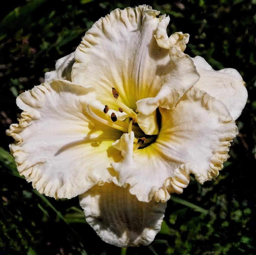 Photo of Daylily (Hemerocallis 'Snow Crystal') uploaded by Charlemagne