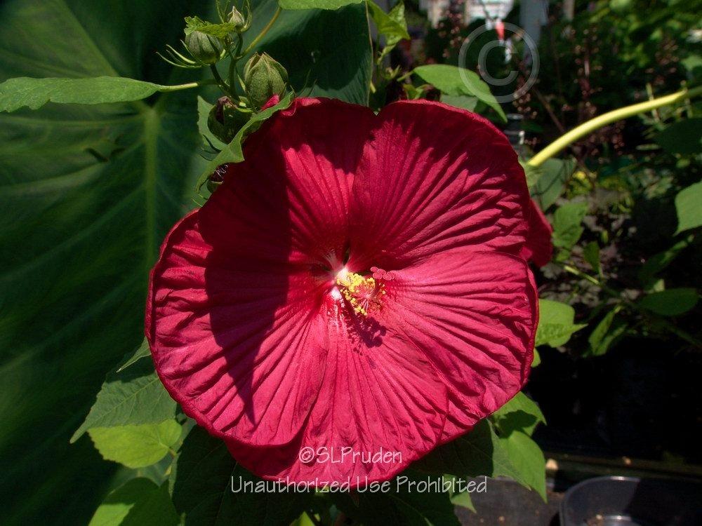 Photo of Hybrid Hardy Hibiscus (Hibiscus Luna™ Red) uploaded by DaylilySLP