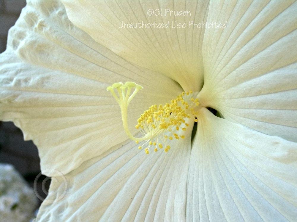 Photo of Hybrid Hardy Hibiscus (Hibiscus 'Blue River II') uploaded by DaylilySLP