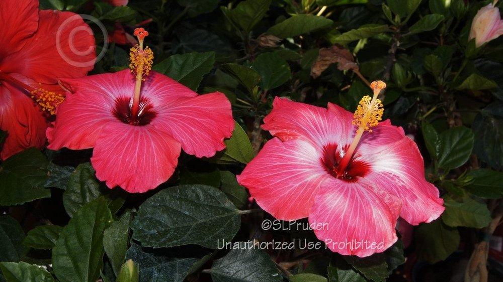 Photo of Tropical Hibiscus (Hibiscus rosa-sinensis 'Painted Lady') uploaded by DaylilySLP