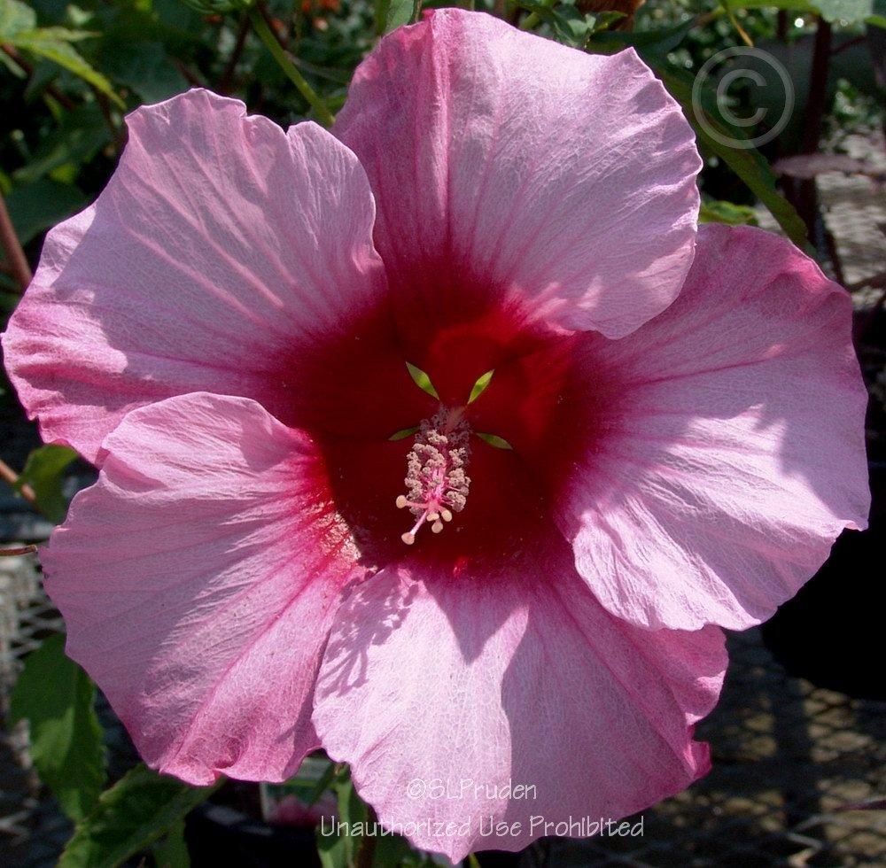 Photo of Hybrid Hardy Hibiscus (Hibiscus 'Lady Baltimore') uploaded by DaylilySLP