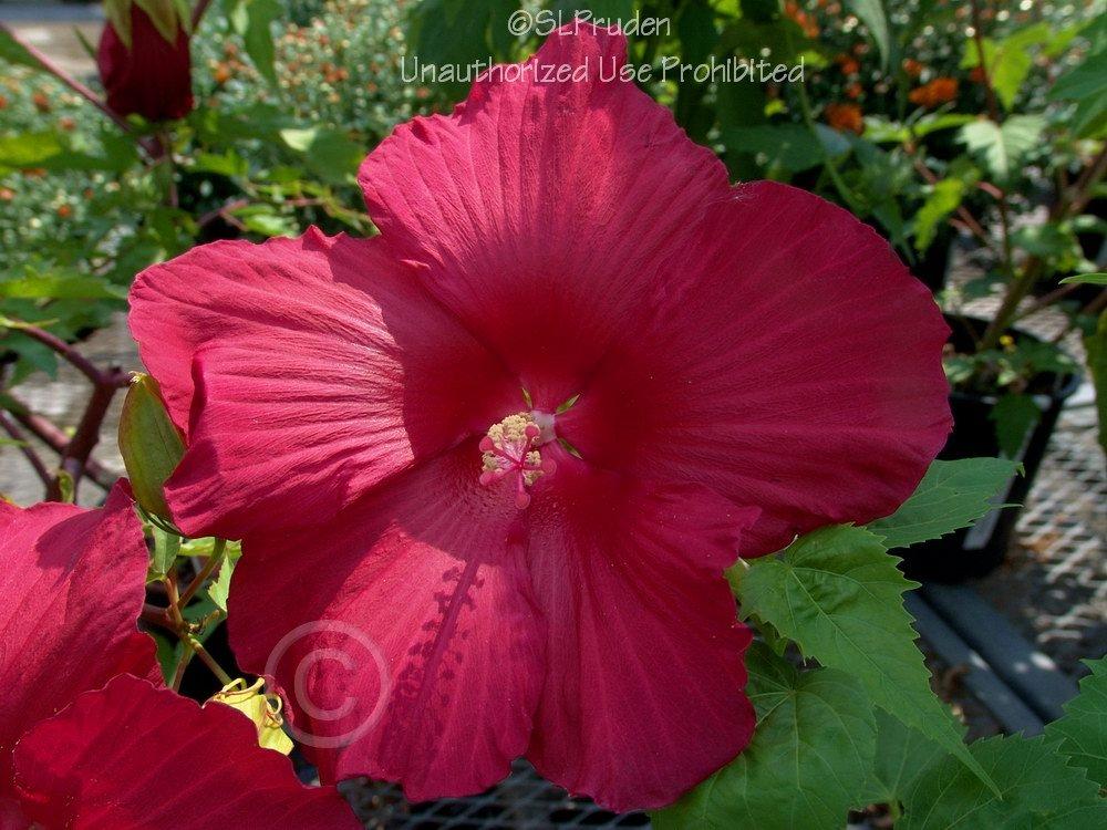 Photo of Hybrid Hardy Hibiscus (Hibiscus 'Lord Baltimore') uploaded by DaylilySLP