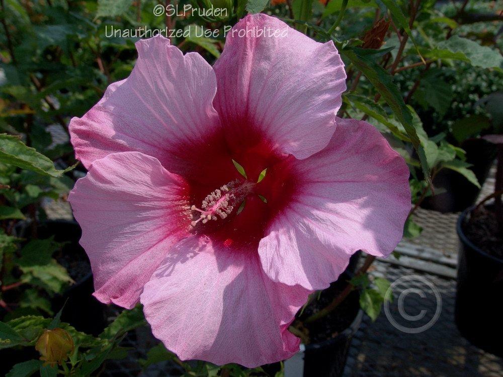 Photo of Hybrid Hardy Hibiscus (Hibiscus 'Lady Baltimore') uploaded by DaylilySLP