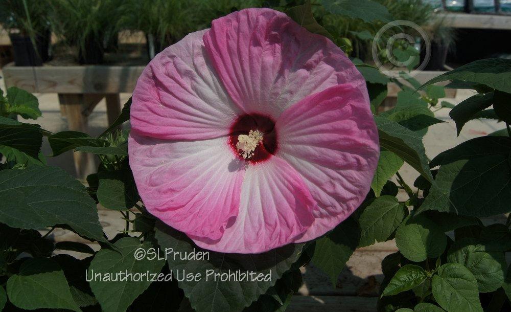 Photo of Hybrid Hardy Hibiscus (Hibiscus Luna™ Pink Swirl) uploaded by DaylilySLP
