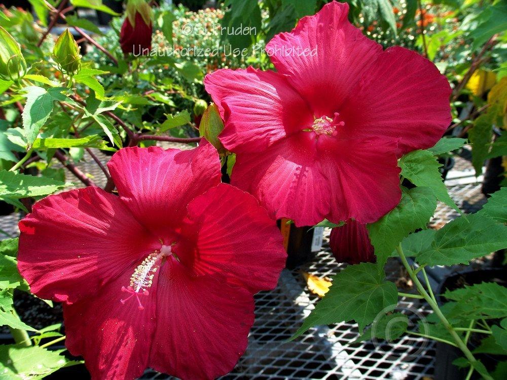 Photo of Hybrid Hardy Hibiscus (Hibiscus 'Lord Baltimore') uploaded by DaylilySLP