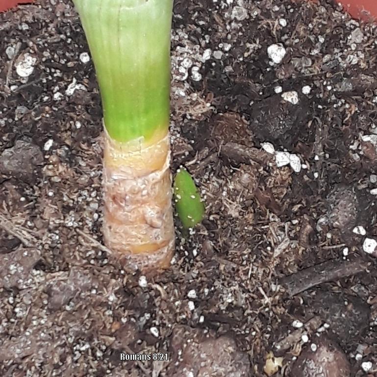 Photo of Aloe Vera (Aloe vera) uploaded by codielane