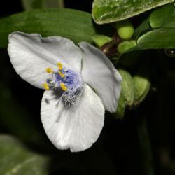 Location: Botanical Gardens of the State of Georgia...Athens, Ga
Date: 2019-08-11
Little Doll Spiderwort 020