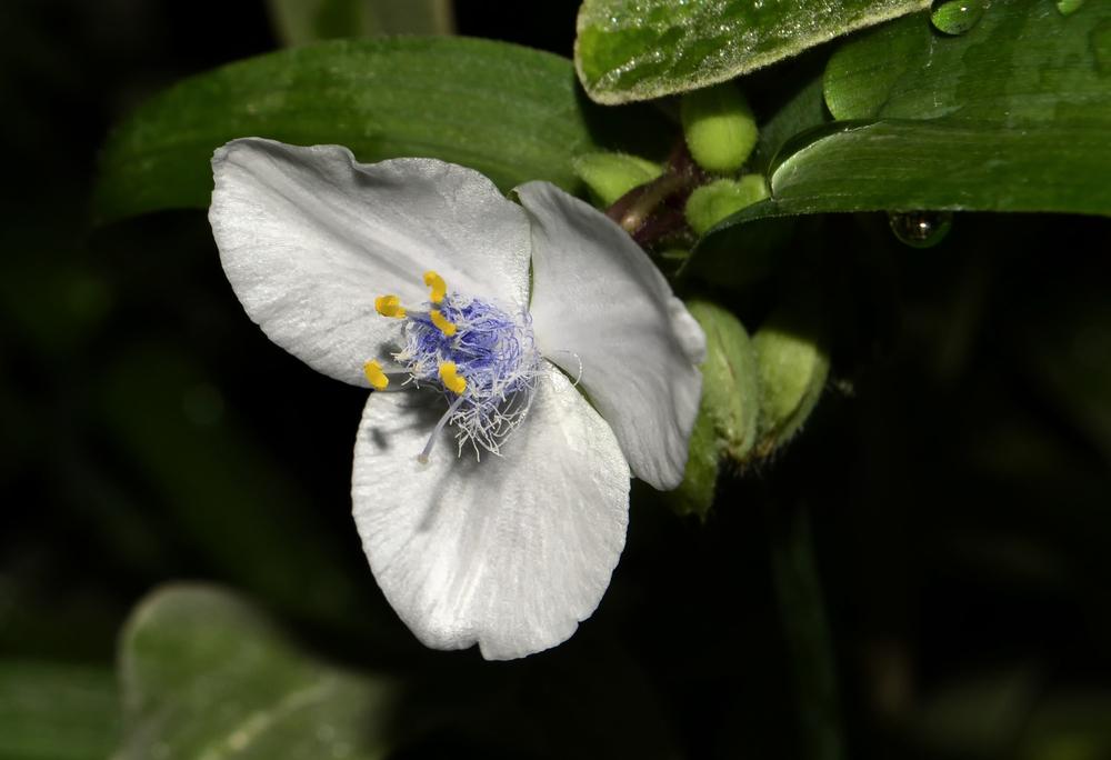 Photo of Tradescantia (Andersoniana Group) (Tradescantia 'Little Doll') uploaded by dawiz1753