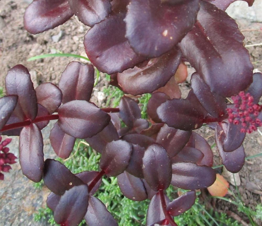 Photo of Sedum (Hylotelephium telephium subsp. telephium Touchdown™ Teak) uploaded by lauribob