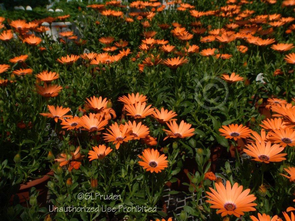 Photo of African Daisy (Osteospermum Symphony™ Orange Symphony) uploaded by DaylilySLP