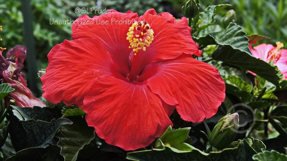 Photo of Tropical Hibiscuses (Hibiscus rosa-sinensis) uploaded by DaylilySLP