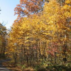 Location: French Creek State Park in southeast PA
Date: 2009-10-25
a grove of maturing trees in fall