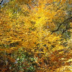 Location: French Creek State Park in southeast PA
Date: 2010-10-28
golden fall foliage