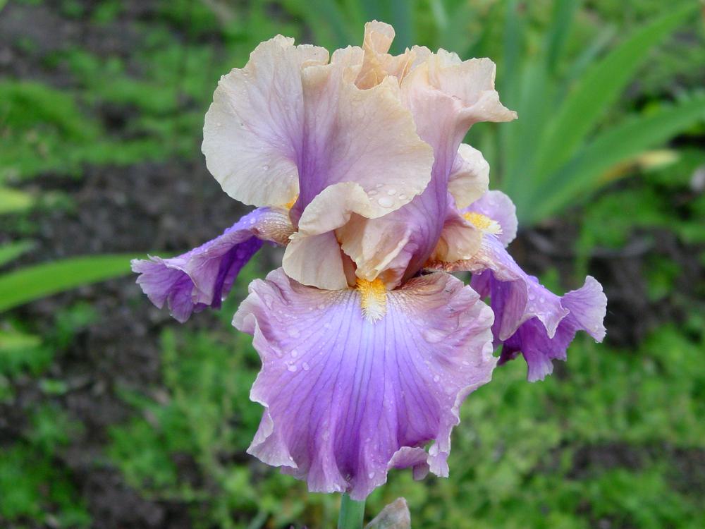 Photo of Tall Bearded Iris (Iris 'Chasing Rainbows') uploaded by MaryDurtschi