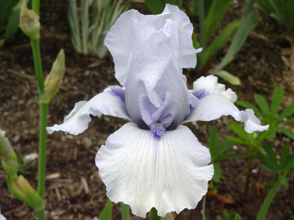 Photo of Tall Bearded Iris (Iris 'Song of Norway') uploaded by MaryDurtschi