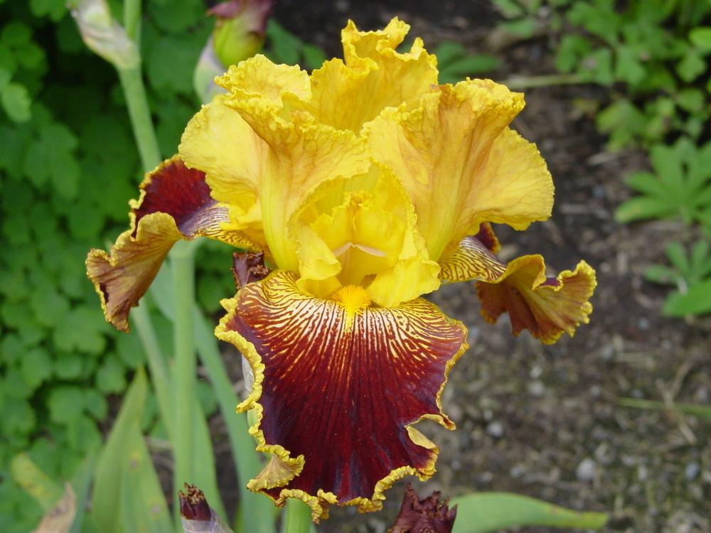 Photo of Tall Bearded Iris (Iris 'Michigan Pride') uploaded by MaryDurtschi