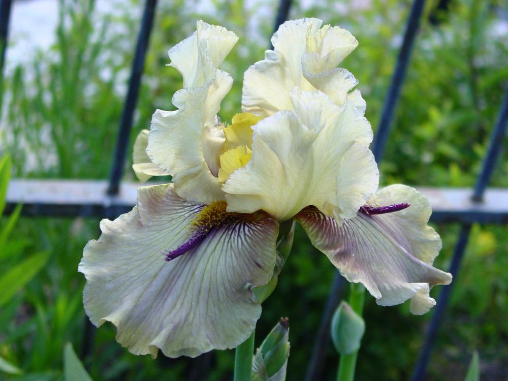 Photo of Tall Bearded Iris (Iris 'Thornbird') uploaded by MaryDurtschi