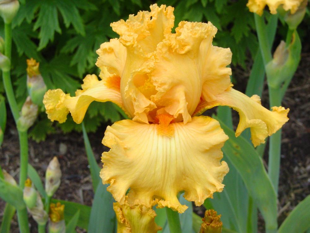 Photo of Tall Bearded Iris (Iris 'Fringe Benefits') uploaded by MaryDurtschi