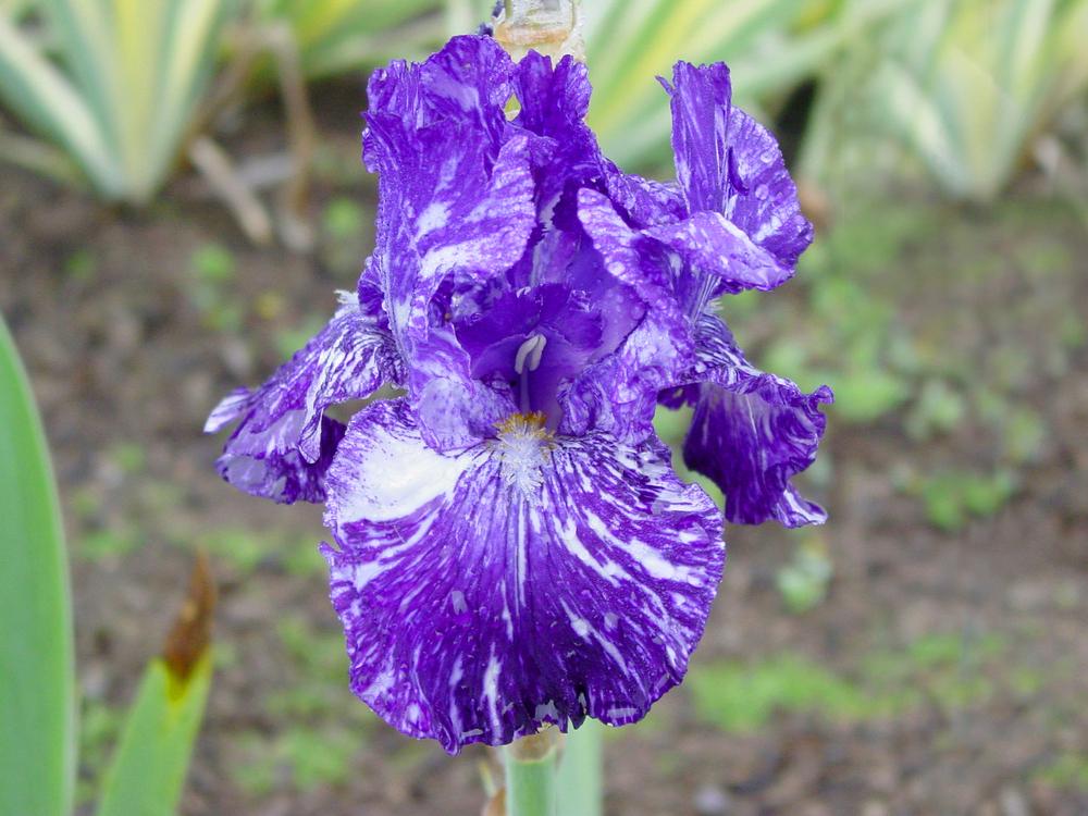 Photo of Border Bearded Iris (Iris 'Batik') uploaded by MaryDurtschi
