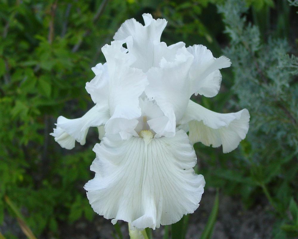 Photo of Tall Bearded Iris (Iris 'Skating Party') uploaded by MaryDurtschi