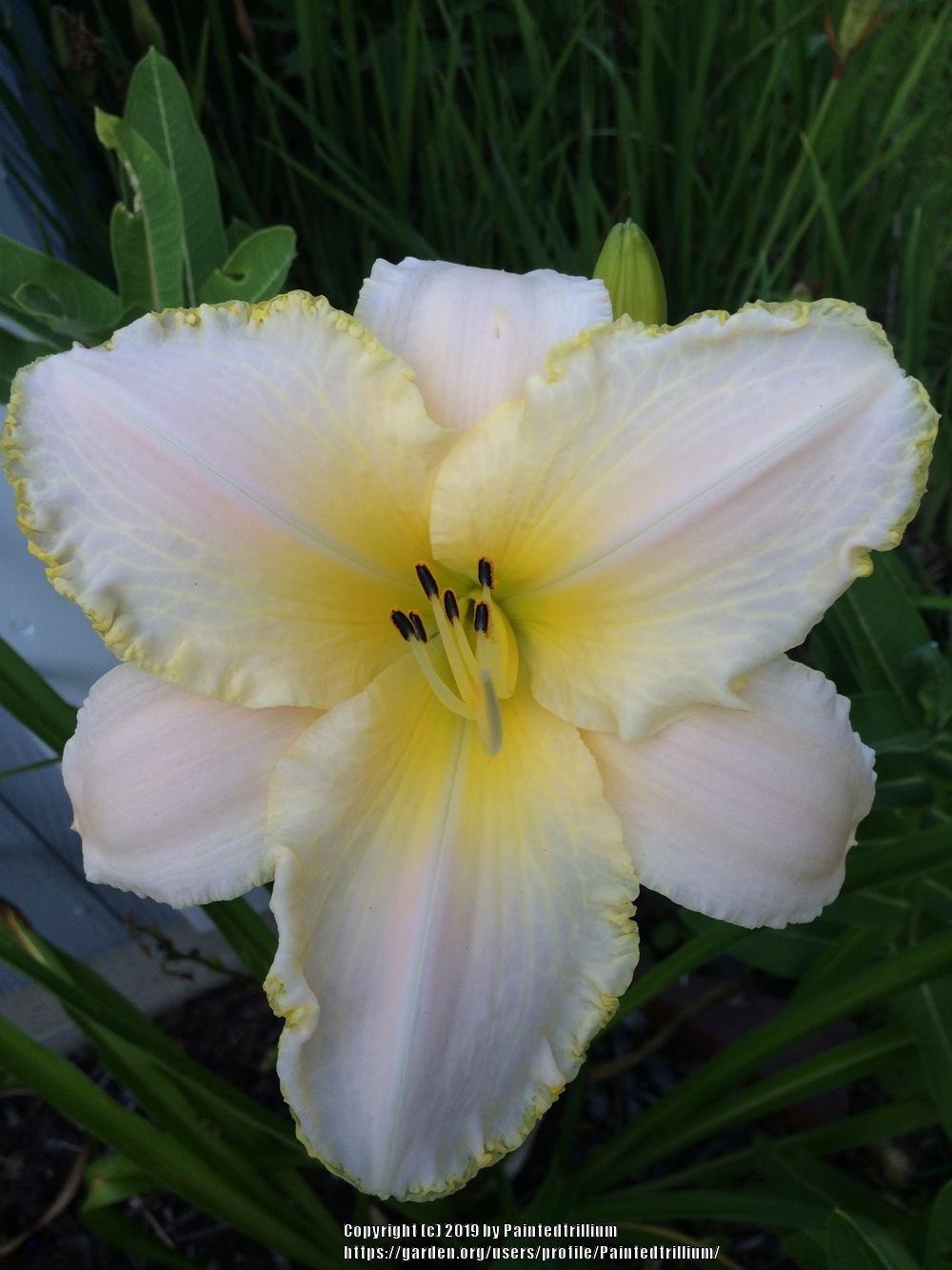 Photo of Daylily (Hemerocallis 'August Frost') uploaded by Paintedtrillium