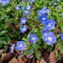 Location: Northern California, Zone 9b
Date: 2012-03-22
Each spring I look forward to seeing the cheery blue flowers on t