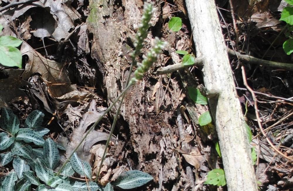 Photo of Downy Rattlesnake Plantain (Goodyera pubescens) uploaded by ILPARW