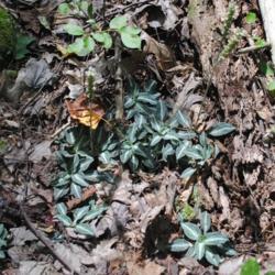 Location: Halifax, Pennsylvania
Date: 2019-08-09
a patch in the woods