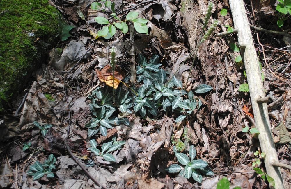 Photo of Downy Rattlesnake Plantain (Goodyera pubescens) uploaded by ILPARW