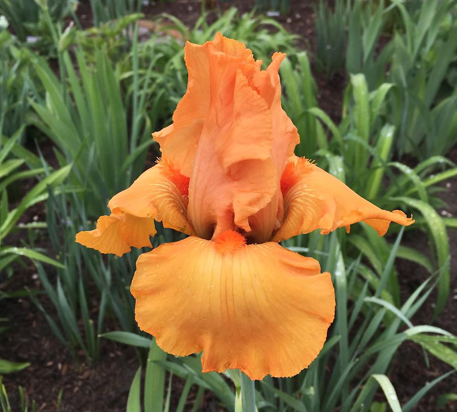 Photo of Tall Bearded Iris (Iris 'Savannah Sunset') uploaded by MaryDurtschi