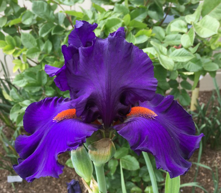 Photo of Tall Bearded Iris (Iris 'Paul Black') uploaded by MaryDurtschi