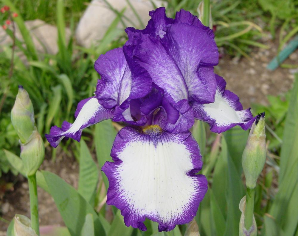 Photo of Tall Bearded Iris (Iris 'Stepping Out') uploaded by MaryDurtschi