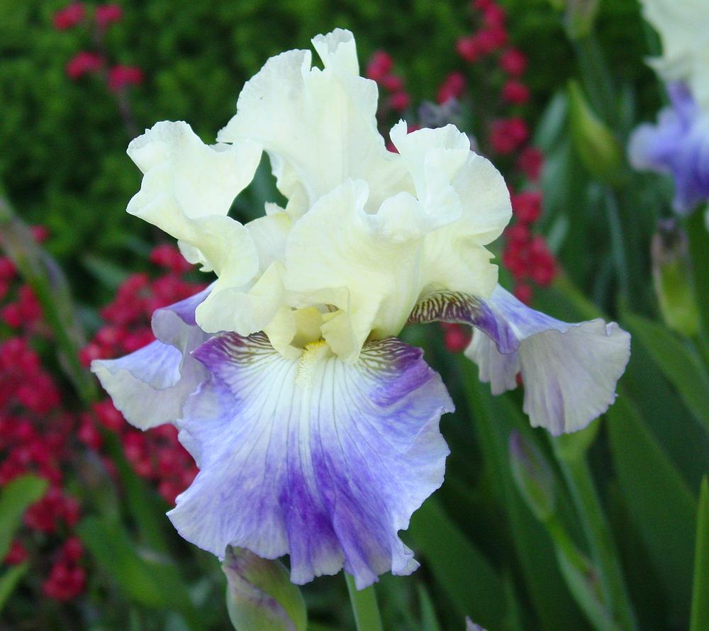 Photo of Tall Bearded Iris (Iris 'Seakist') uploaded by MaryDurtschi