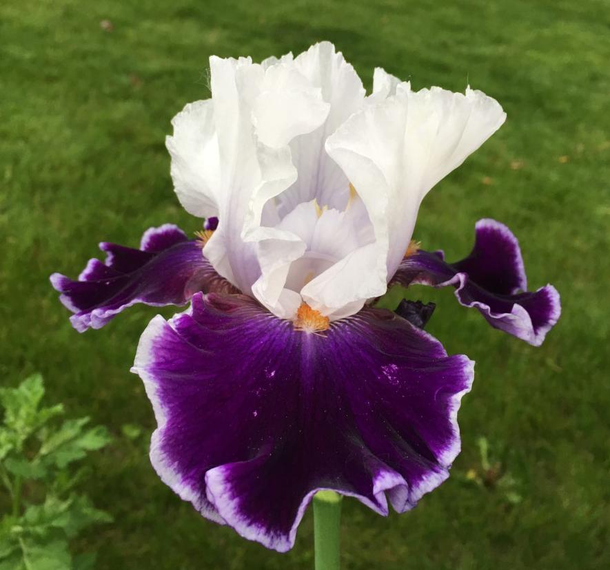 Photo of Tall Bearded Iris (Iris 'Merry Amigo') uploaded by MaryDurtschi