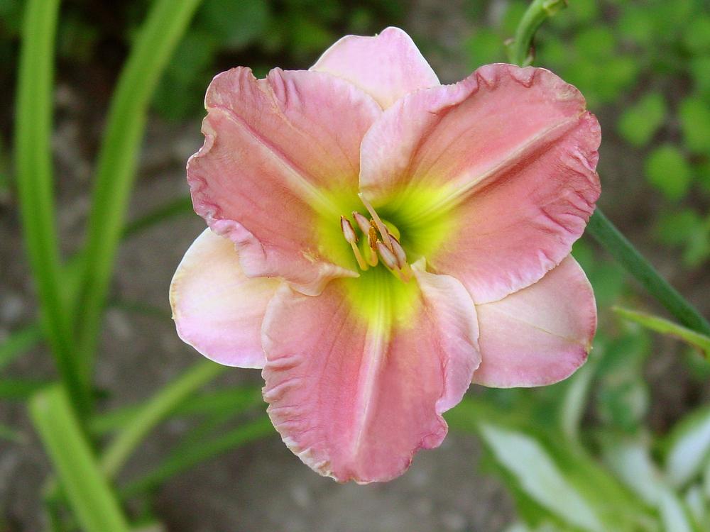 Photo of Daylily (Hemerocallis 'Antique Rose') uploaded by MaryDurtschi