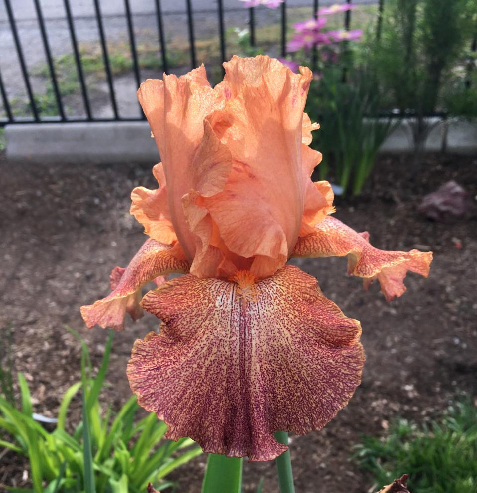 Photo of Tall Bearded Iris (Iris 'Tanzanian Tangerine') uploaded by MaryDurtschi