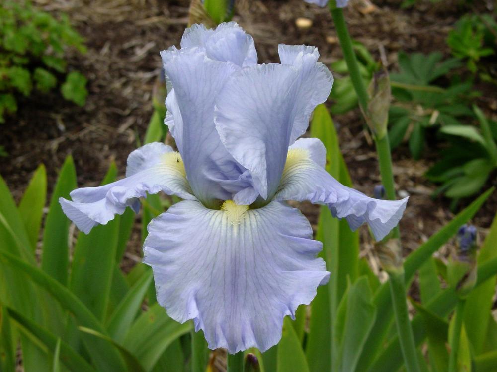 Photo of Tall Bearded Iris (Iris 'Navajo Jewel') uploaded by MaryDurtschi