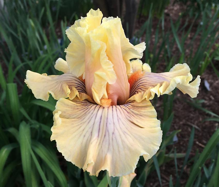 Photo of Tall Bearded Iris (Iris 'Cotillion Gown') uploaded by MaryDurtschi