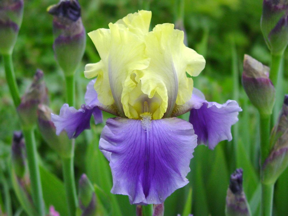 Photo of Tall Bearded Iris (Iris 'Edith Wolford') uploaded by MaryDurtschi