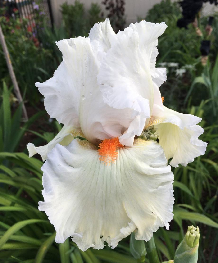 Photo of Tall Bearded Iris (Iris 'Lark Ascending') uploaded by MaryDurtschi