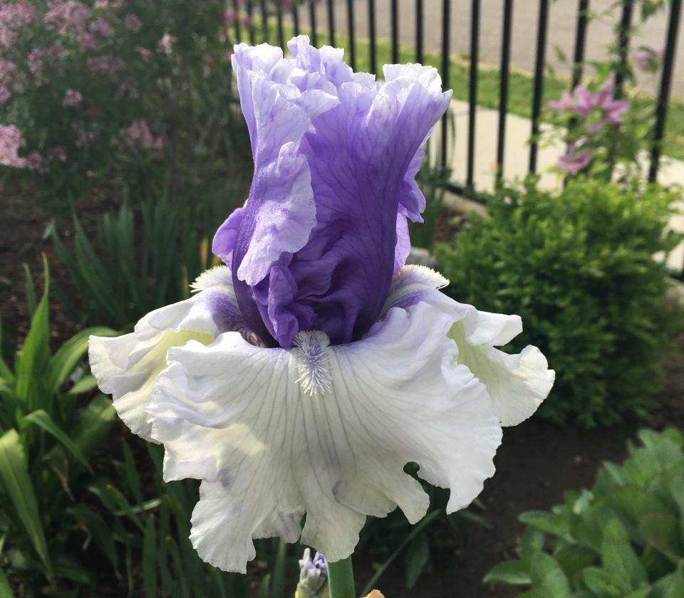 Photo of Tall Bearded Iris (Iris 'Wintry Sky') uploaded by MaryDurtschi