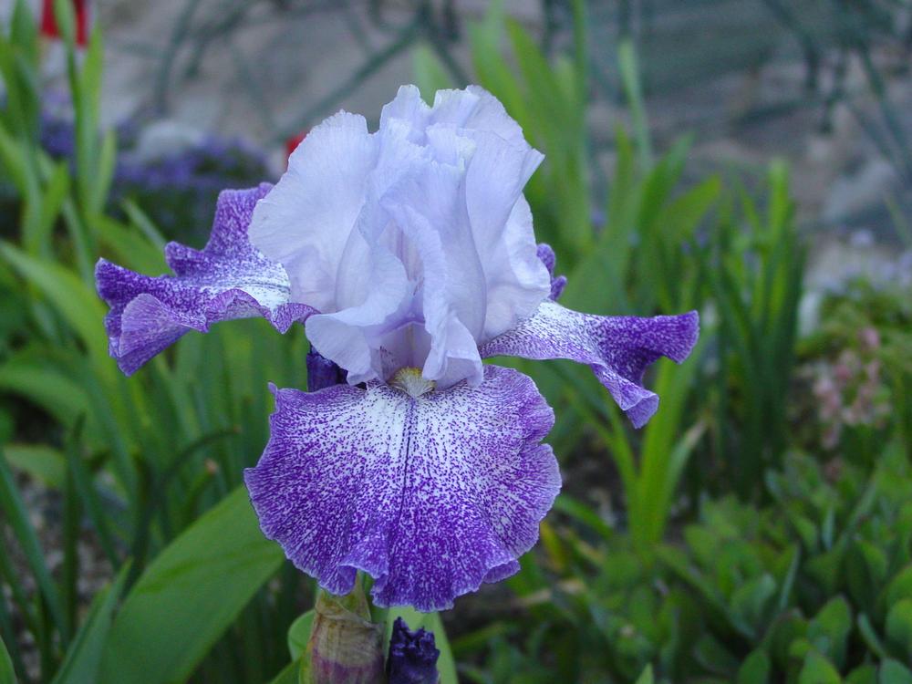Photo of Tall Bearded Iris (Iris 'Splashacata') uploaded by MaryDurtschi