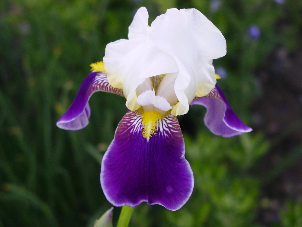 Photo of Tall Bearded Iris (Iris 'Wabash') uploaded by MaryDurtschi